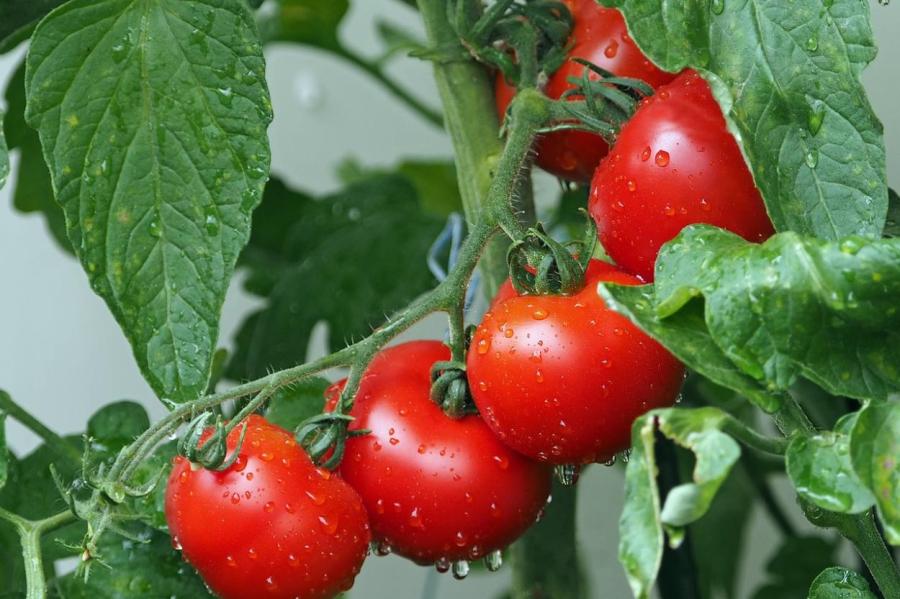 BB.lv: Как удвоить урожай томатов