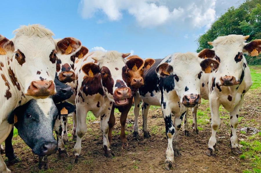 Ирландия планирует забить 200 000 коров для борьбы с изменением климата
