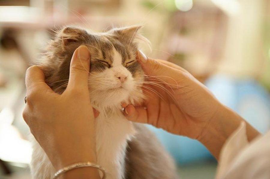 BB.lv: Раскрыт секрет, почему кошки шевелят ушами