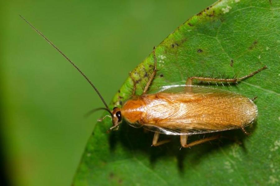 Правда ли, что на тараканов губительно действуют вышки мобильной связи?