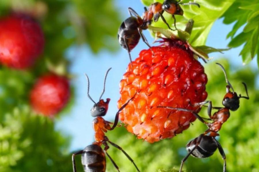 Как избавиться от муравьёв на дачном участке - 10 советов