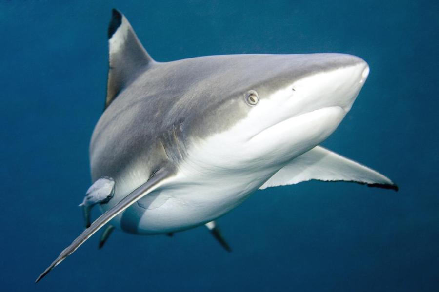 У берегов Нью-Йорка акулы аномально стали сбиваться в стаи и нападать на людей