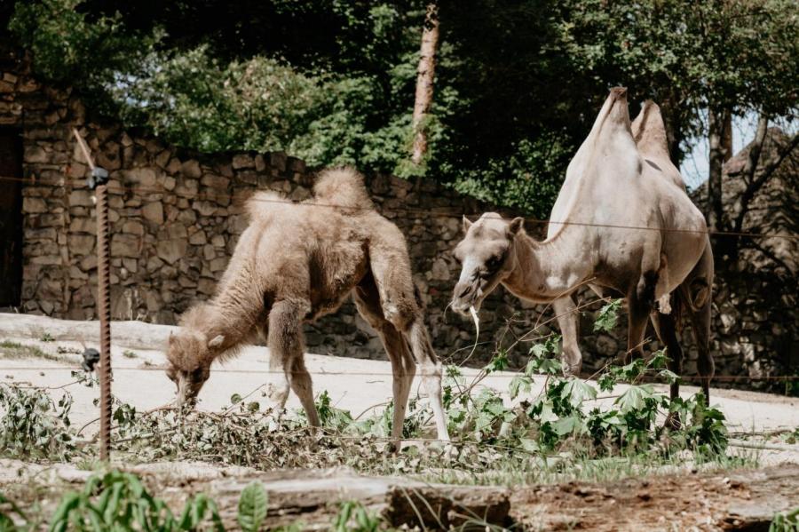 Верблюжонка в Рижском зоопарке назвали Бронза — угадай, почему