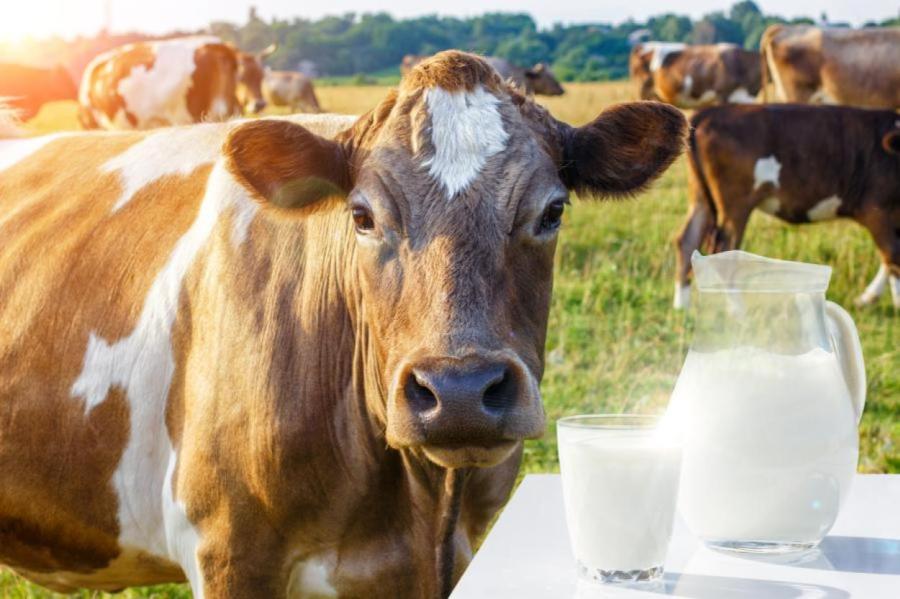 Много заводов, мало потребителей - Латвию душит «проклятие дешевого молока»