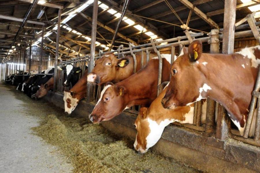В проблемах животноводов Латвии повинны климат, чума, грипп, Россия и Турция