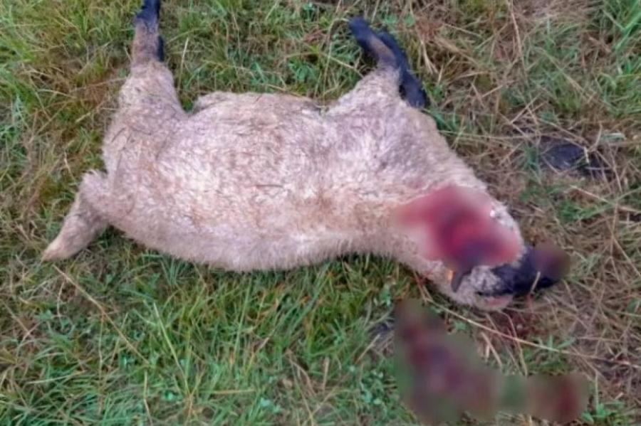 В Балвcком крае волки растерзали 34 ягненка, уничтожив ферму