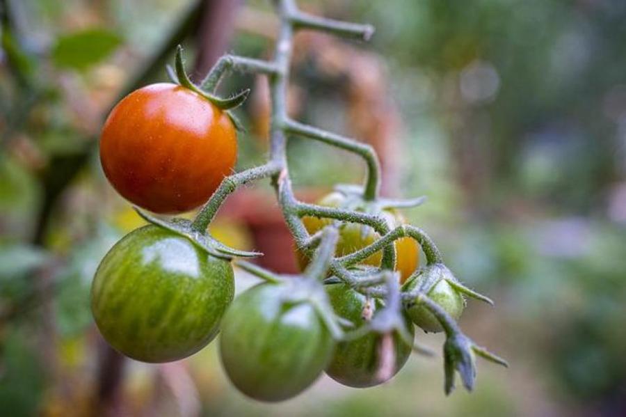 Россиян призвали не есть недозрелые помидоры из-за ядовитого вещества – Москва 24, 