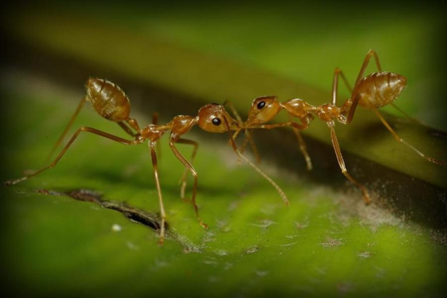 Несмотря на муравьиную склонность объединять свои. Муравей. Два муравья. Муравей 2. Мурачьи два.