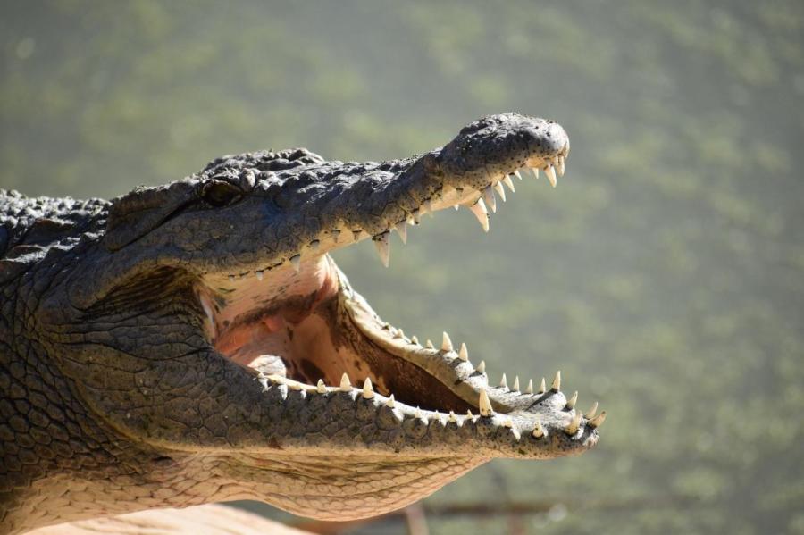 Крокодил съел футболиста в Коста-Рике