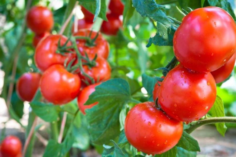 На севере Германии хотят запретить выращивание клубники и помидоров