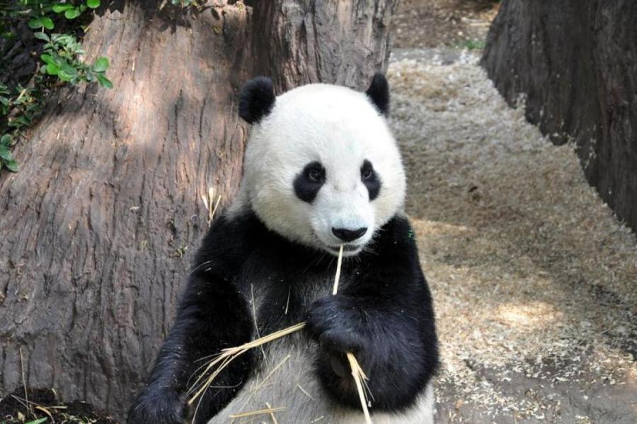 В Китае нашли скелет гигантской панды в древней гробнице императора