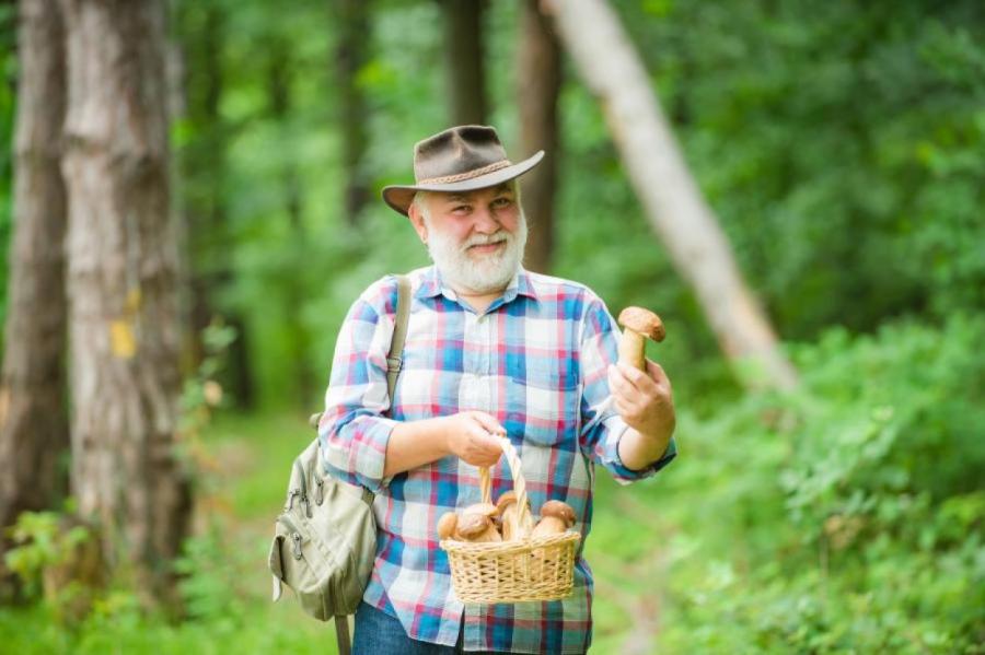 ЕС может запретить полякам сбор грибов в лесах. А латвийцам?