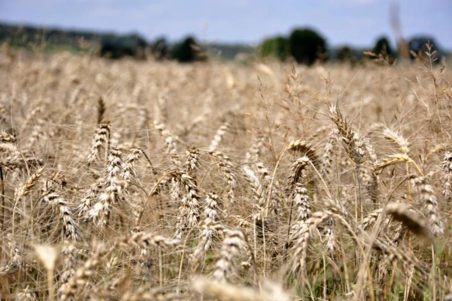 Количество зерна в Латвии будет достаточным - производители