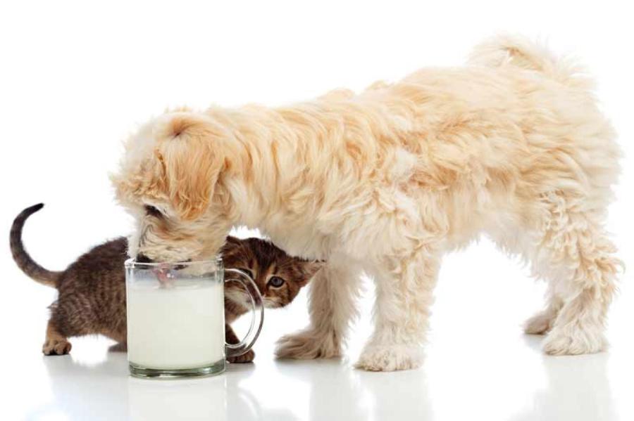 Можно ли давать домашним животным молочные продукты
