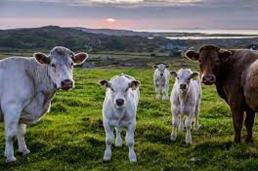 Климатическое безумие: Ирландия убьет 200 000 коров (ВИДЕО)