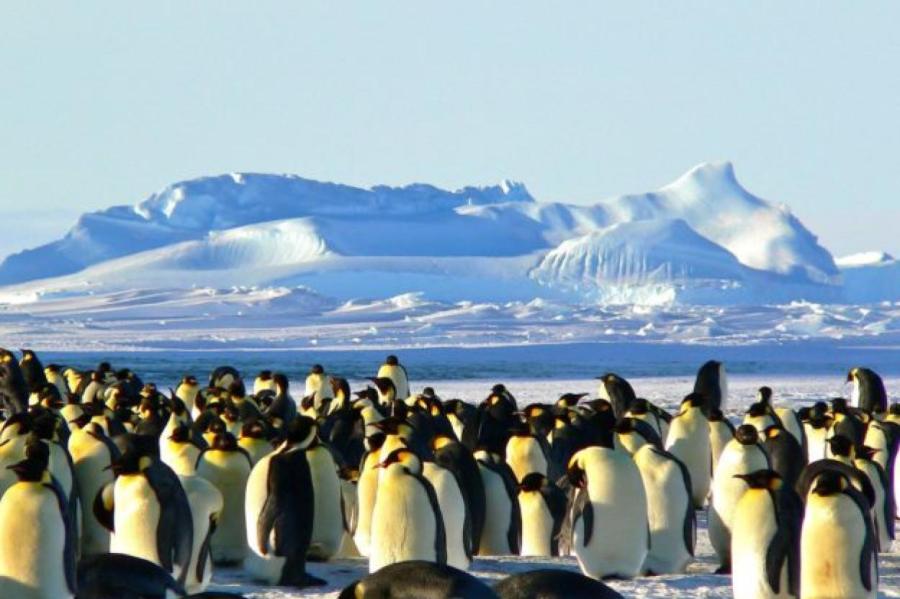 Почему пингвины исчезают из Антарктиды (ВИДЕО)