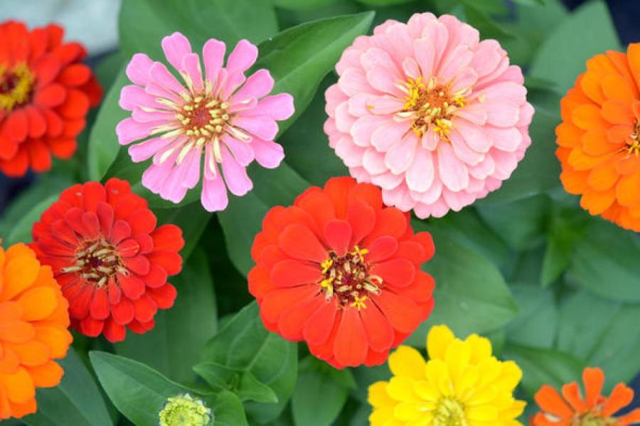 Лучшие растения, цветущие поздним летом: эксперты назвали 10 видов