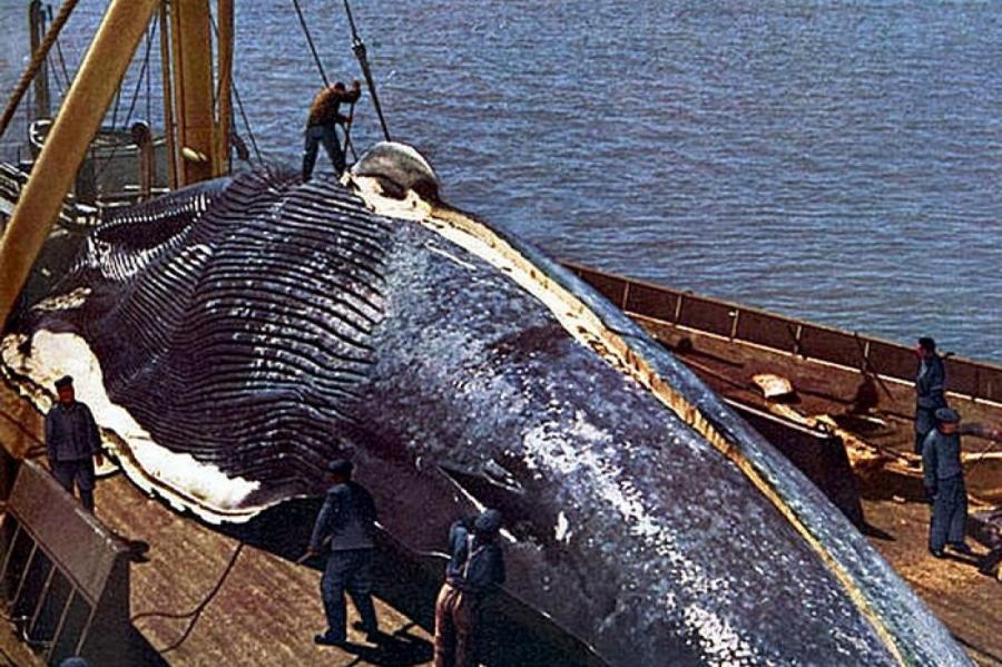 Вы звери, господа: Исландия будет убивать 4 сотни китов в год (ВИДЕО)