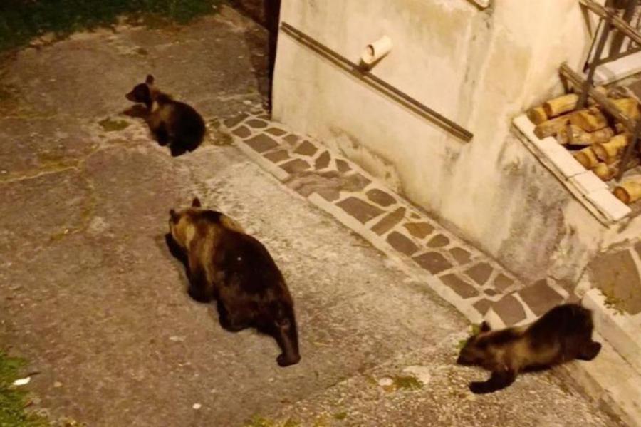 В Италии убили любимую всеми медведицу – у местного жителя не выдержали нервы
