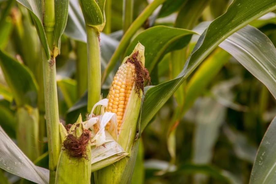В этом году Бразилия обгонит США по экспорту кукурузы в мире