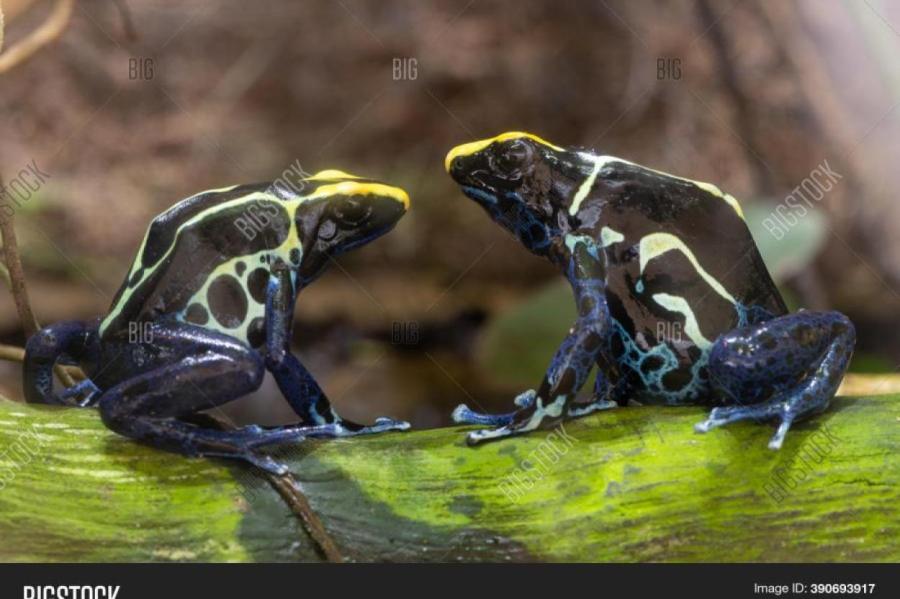 Когда лягушки едят друг друга?