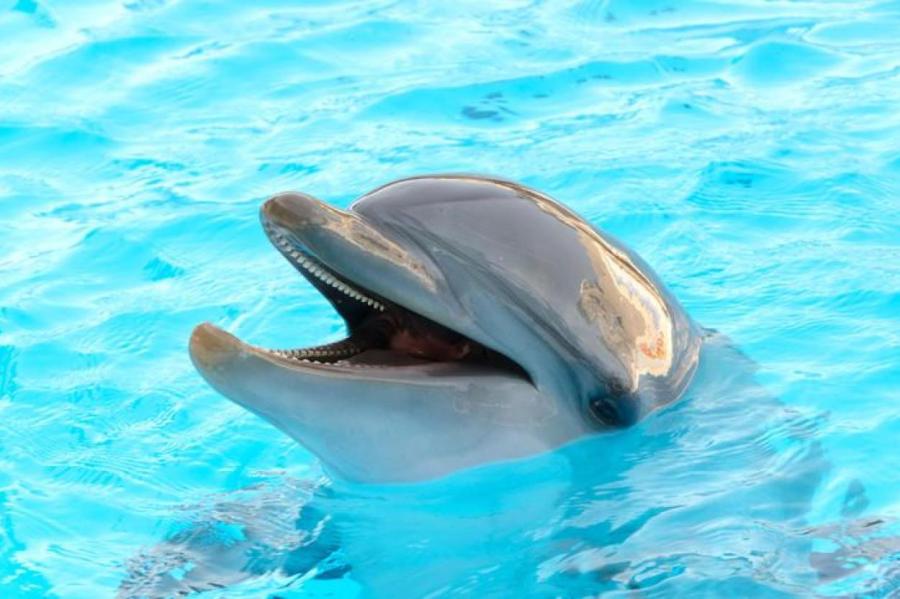 В США открыли ветклинику для выброшенных на берег дельфинов