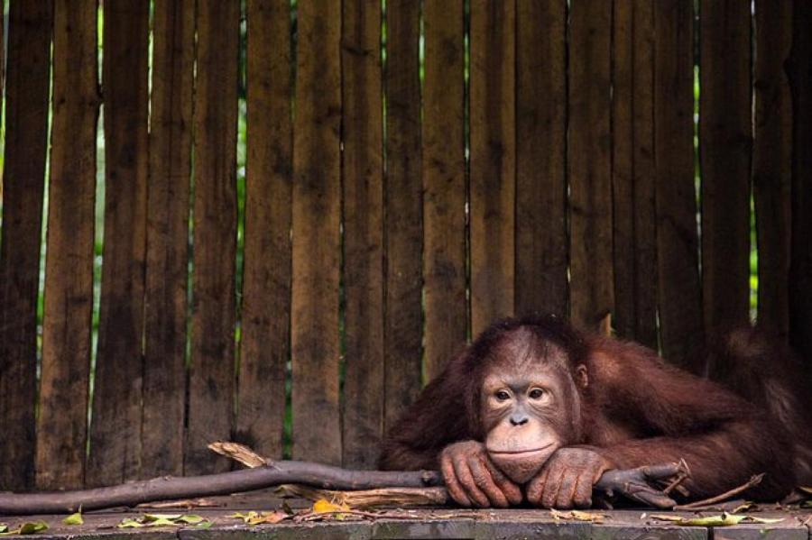 В Индонезии хозяин орангутанга много лет заставлял его заниматься проституцией
