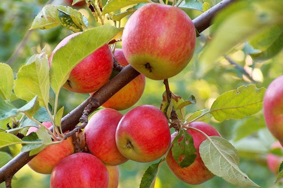 Сделайте это в саду – и яблони легко переживут зиму: рекомендации садоводов