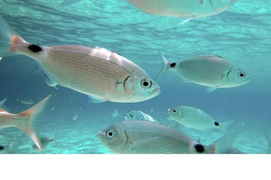 Шокирующий Бенидорм: голодные испанские рыбы начали пожирать туристов (ВИДЕО)