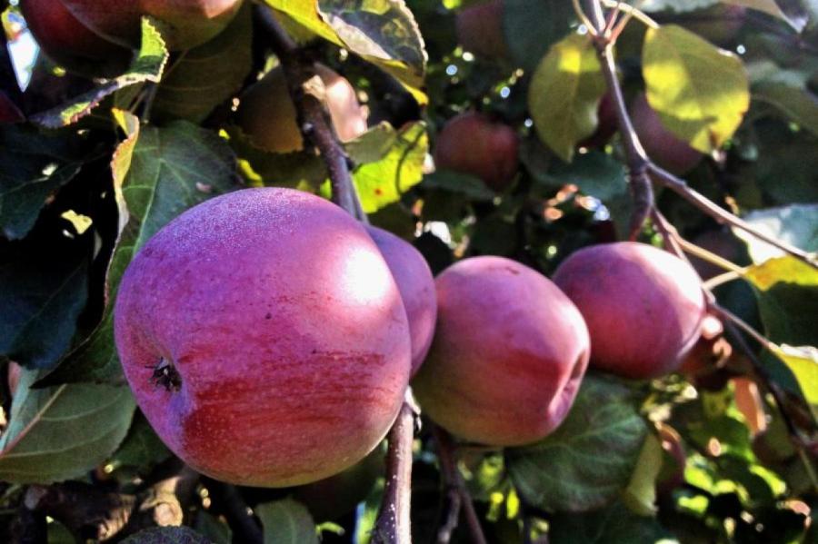 В этом году урожай яблок в Латвии меньше прошлогоднего