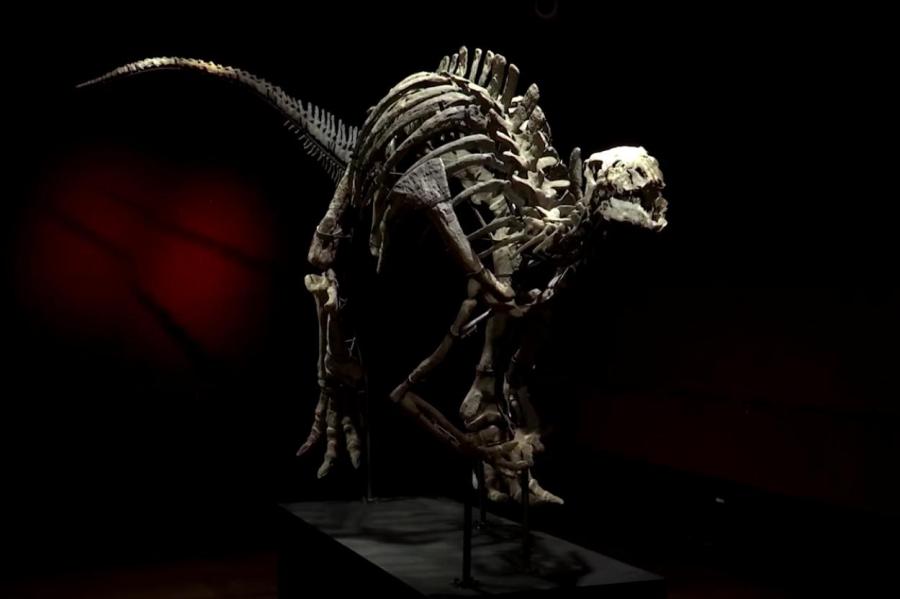 Скелет динозавра Барри продадут на аукционе: угадаете стартовую цену?