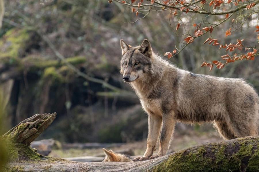 С волками жить: вырубка леса выгоняет хищников к жителям Латвии