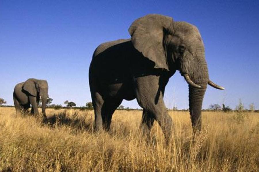 Сможет ли слон идти прямо, если завязать ему глаза? Результаты исследования