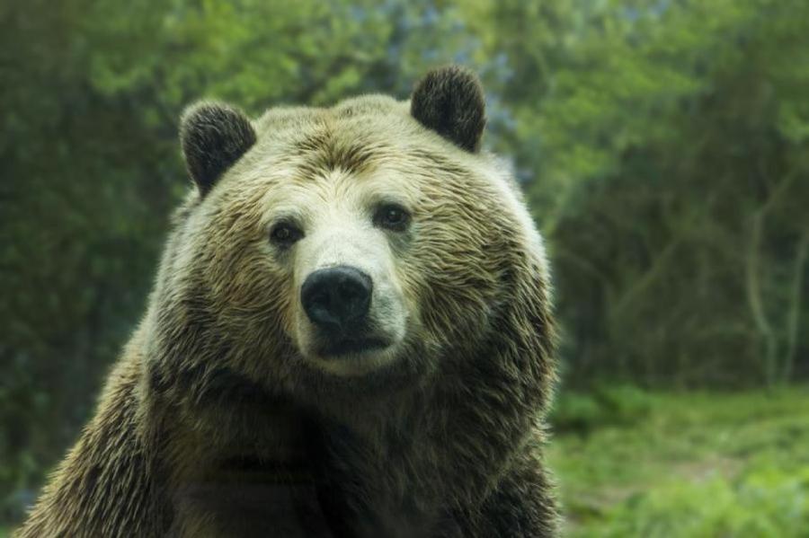 В Канаде медведь убил двух человек и собаку