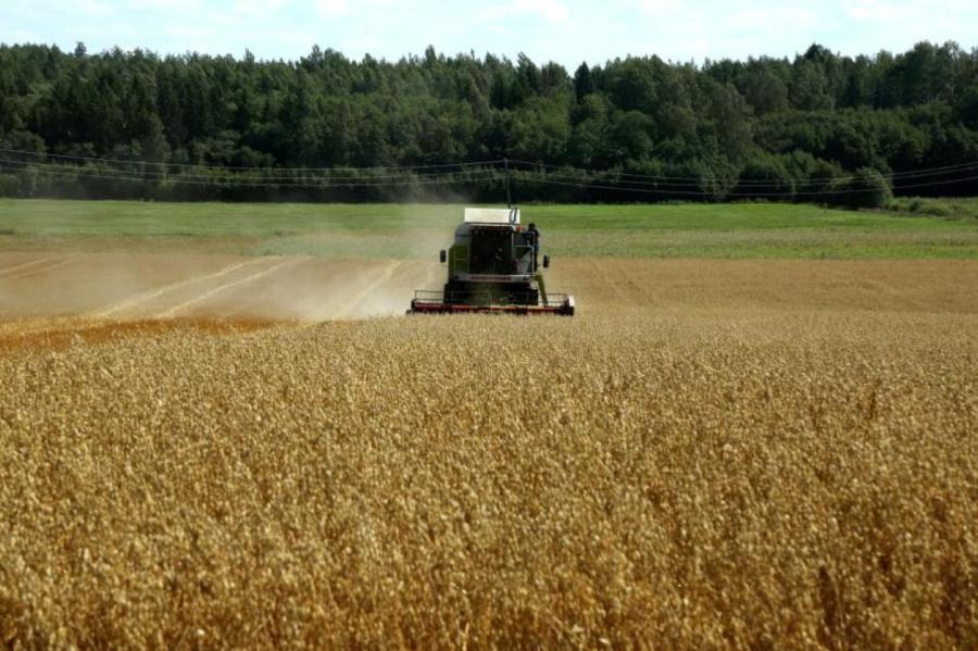 Урожай зерновых расстроил латвийских фермеров