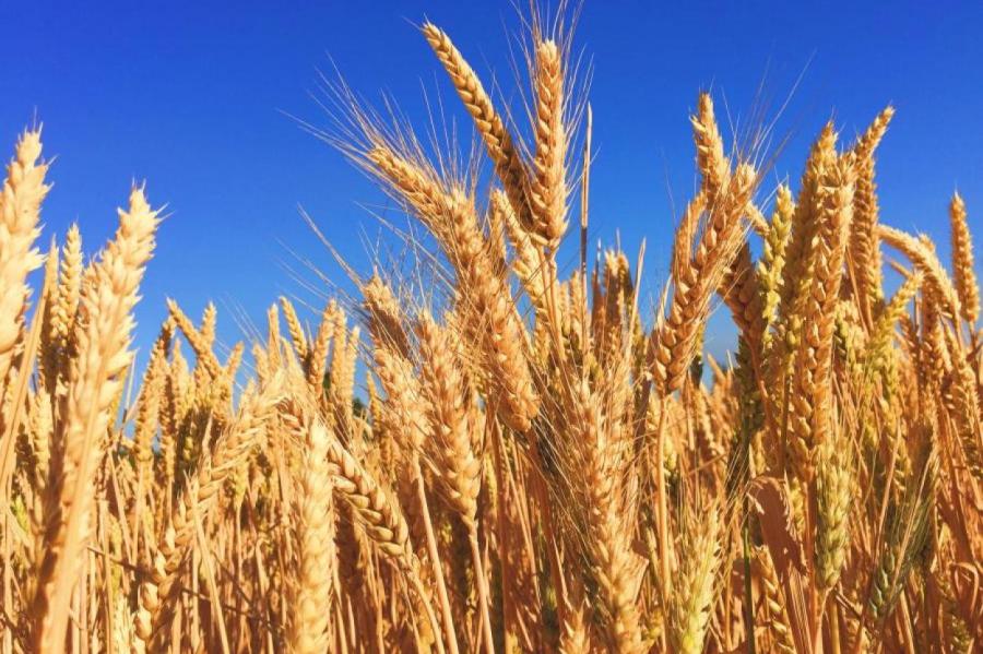 В Литве урожай зерновых оказался меньше, чем в прошлом году