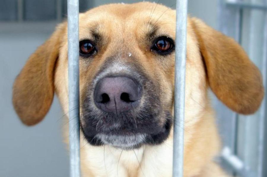Траты пожертвований в приюте для животных: «Ulubele» отвергает обвинения