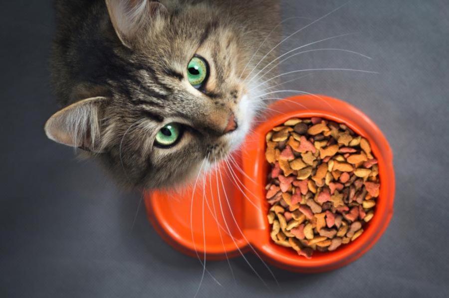 Чем нельзя кормить кошку: 6 опасных продуктов