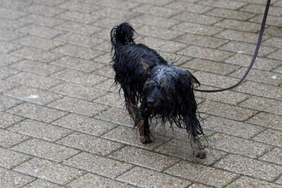 Что беспокоит собаку в дождь?