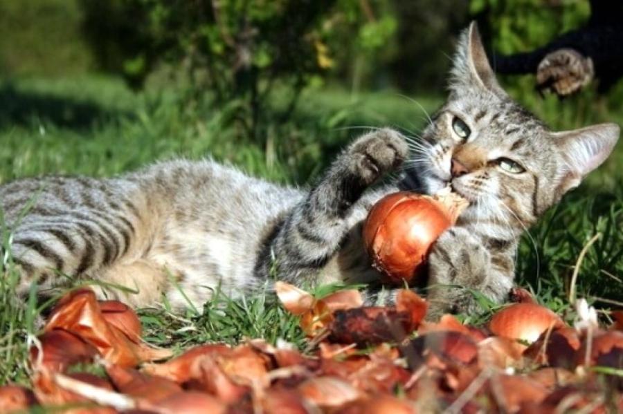 Чем нельзя кормить кошек: список продуктов