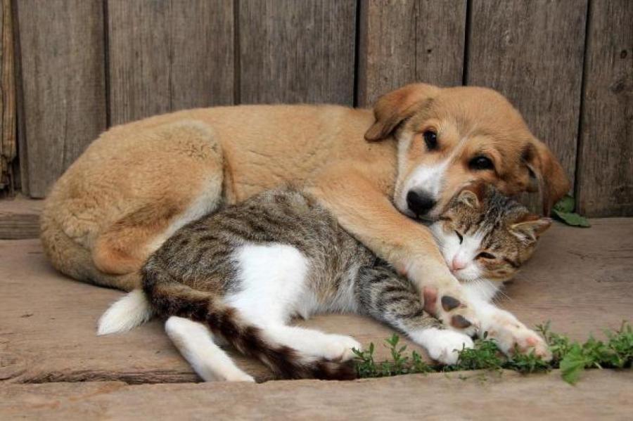 BB.lv: Собаки или кошки: ученые выяснили, кого владельцы домашних животных  любят больше