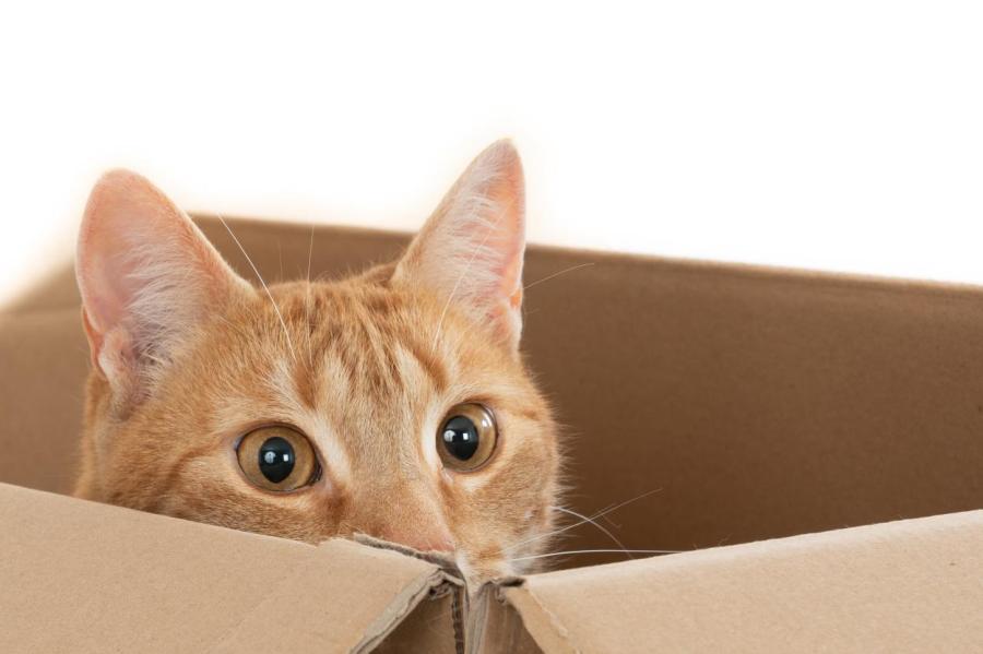 Кошки и коробки: в чём причина их любви?