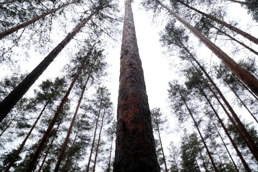 В Латвии без особой причины вырубать старые леса не планируется - министр