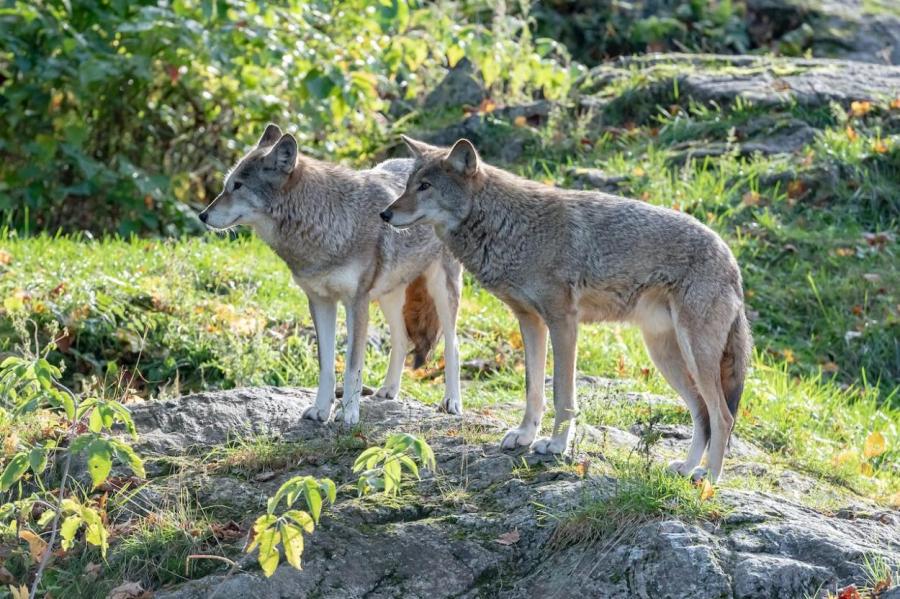 В Эстонии стая волков уничтожила сельхозпродукции на 280 тыс евро