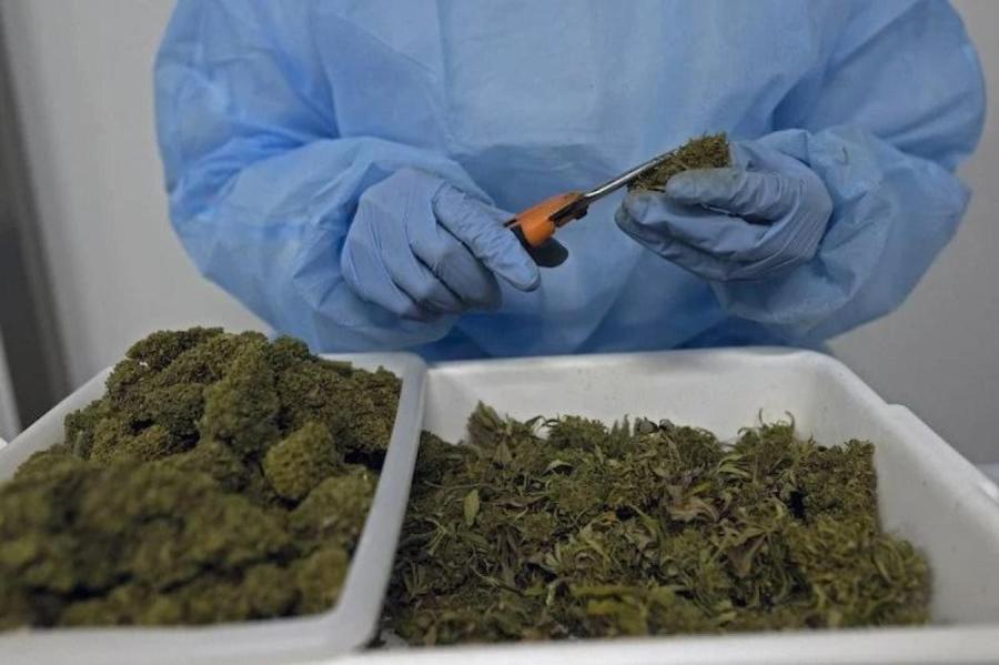 (ВИДЕО) В Дрокиевском районе полиция обнаружила поле марихуаны на 1,5 млн леев - NewsMaker