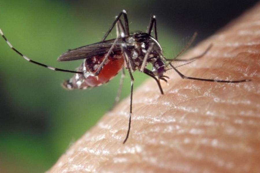 Почему комар пищит?