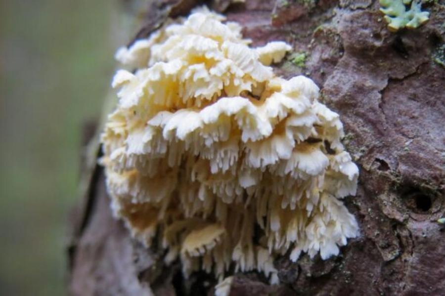 Латвии обнаружили новый вид грибов