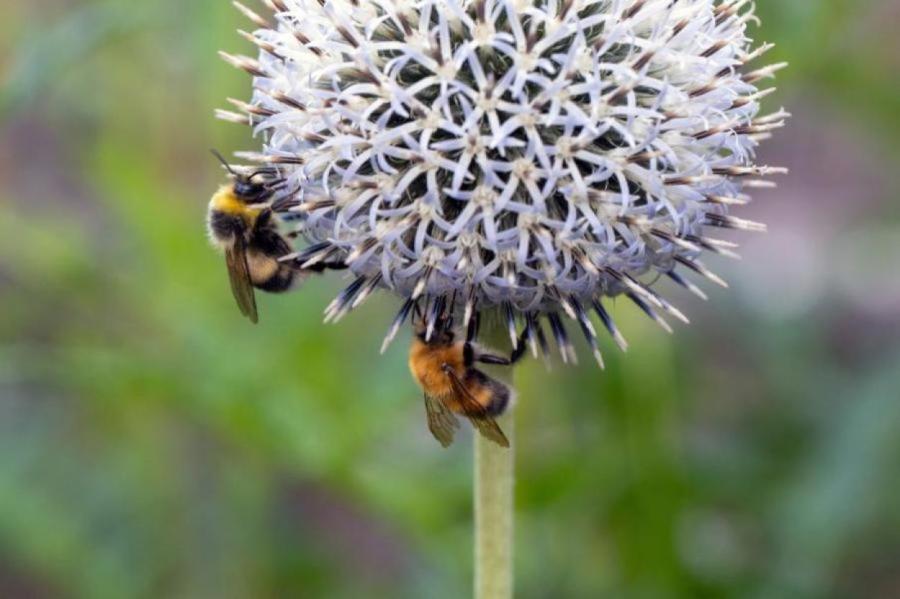 Пчела собирает нектар с одного вида растений или с разных?