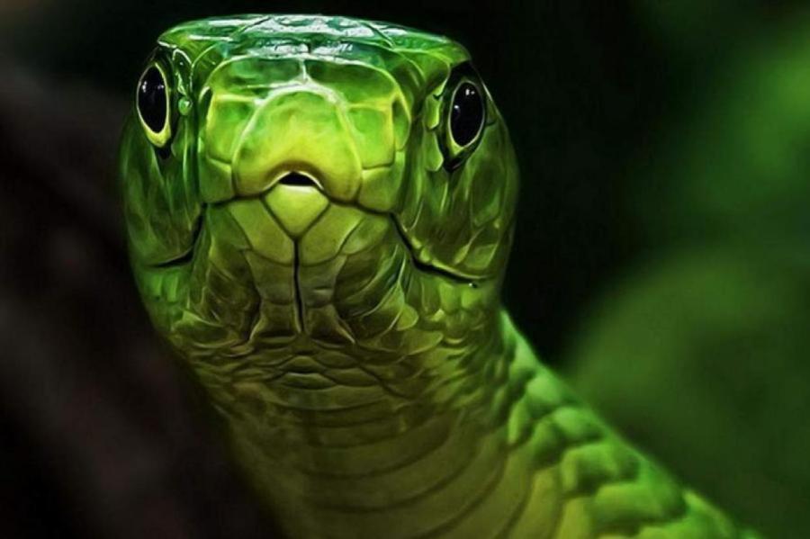 В Нидерландах ищут чрезвычайно ядовитую сбежавшую змею