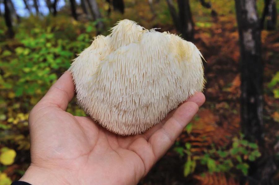 Чем полезен нашумевший гриб ежовик и можно ли его вырасти самому?